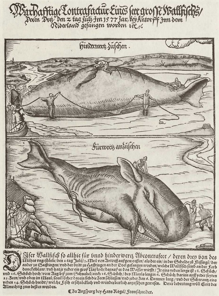 Hans  Rogel the Elder